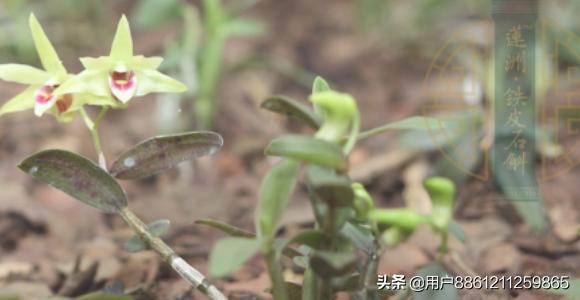 阳台石头如何种植,阳台石头如何种植视频