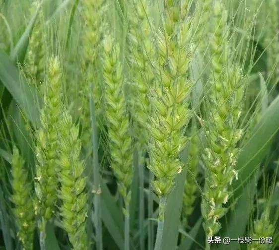 小麦财经行情资讯-小麦财经行情资讯最新