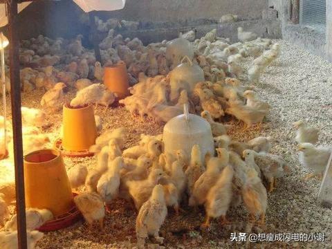 农村养殖什么不愁销路 农村养殖什么不愁销路6个养殖项目？
