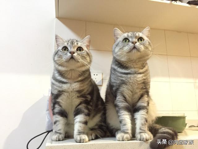 好奇喵海外生活，好奇喵生物小百科