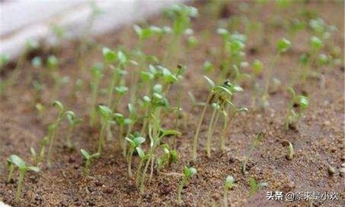 康乃馨种子种植方法，康乃馨种子种植方法和时间