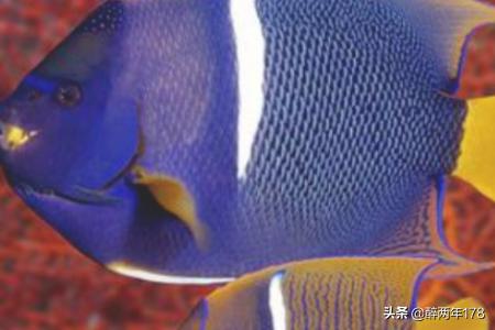海洋馆100种动物名字 海洋生物名称大全？
