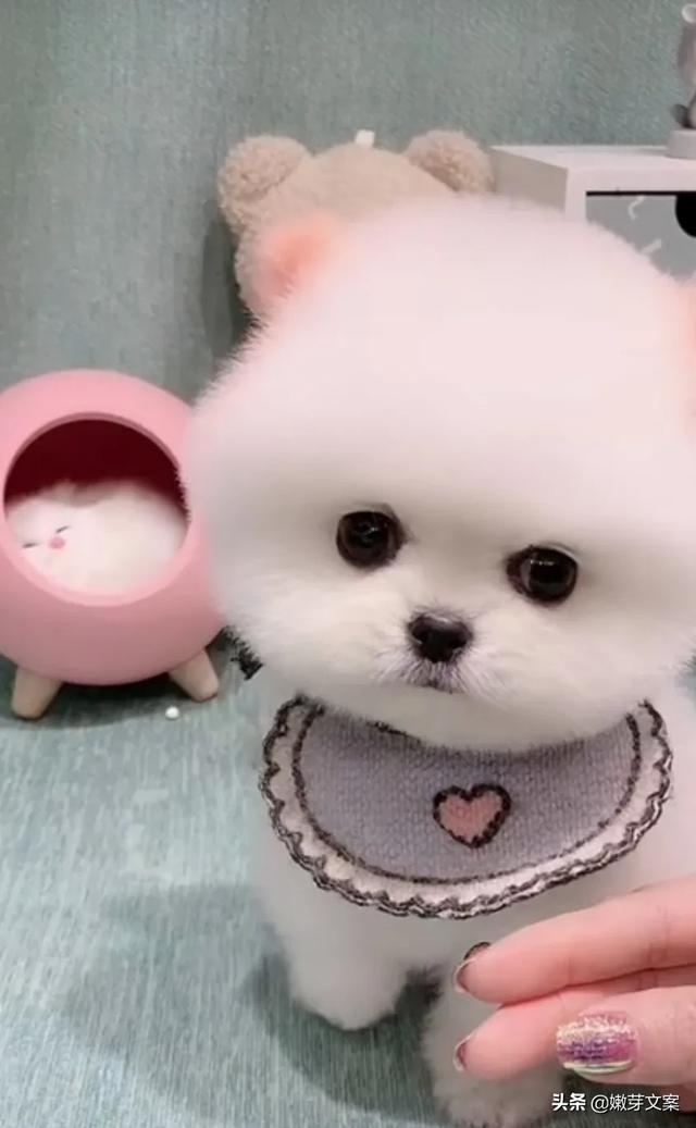 俊介是什么狗（俊介和茶杯犬的区别？）