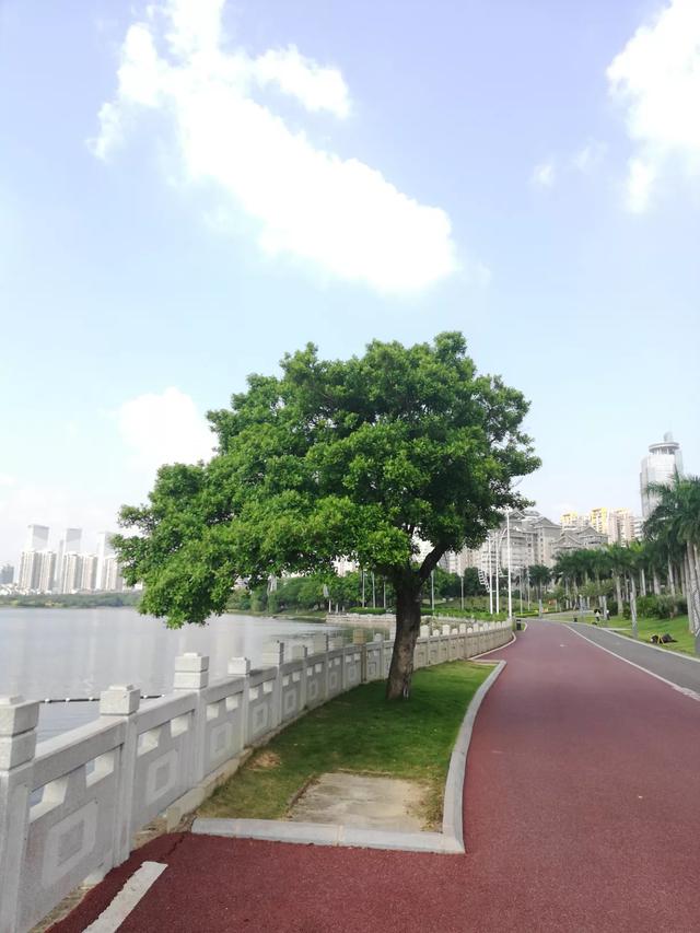 武鸣生猪价格行情-武鸣生猪价格行情走势
