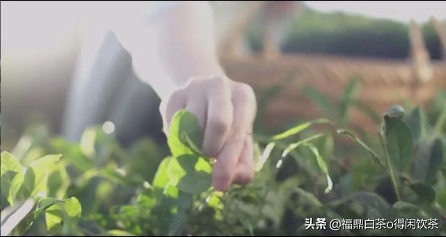 绿茶软件是真的还是假的 绿茶软件-第1张图片-春华游戏网