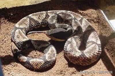 世界十大毒性最强的蛇（世界上毒性最强的蛇类）