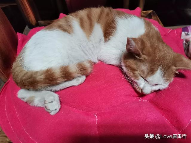 我家养了很长时间的猫，突然走出去了就再也没有回来，怎么办,第7张