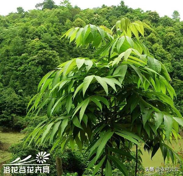 高山菜做法家常做法大全(图11)