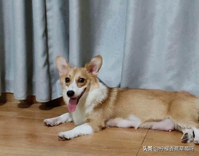 我与动物的故事400字作文（我与动物的故事半命题作文）