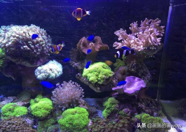 湖水发绿怎么改善水质(图3)