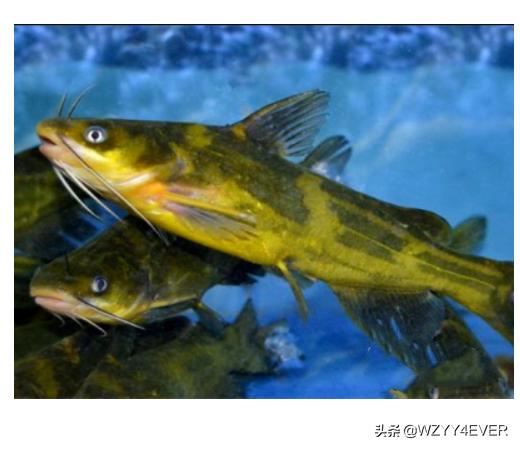 如何在池塘养殖黄颡鱼的方法？