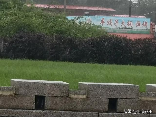 庭院种植草坪哪一种草最好（庭院草坪种什么草最好）
