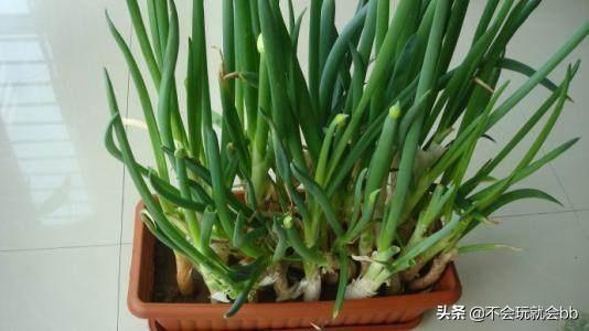 四季小葱阳台种植方法,四季小葱阳台种植方法视频