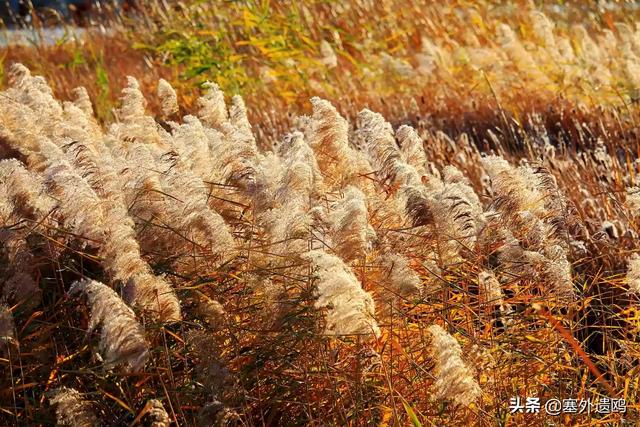 剪影效果剪影效果的照片怎么拍