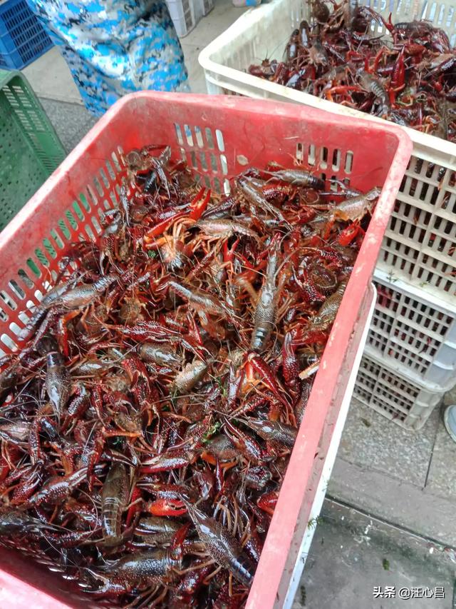 广州市饲料研究所-广州市饲料研究所单位性质