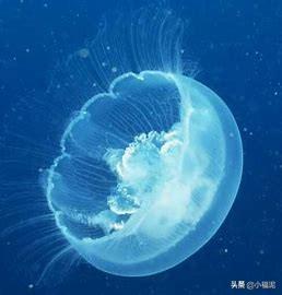 水母要怎么饲养