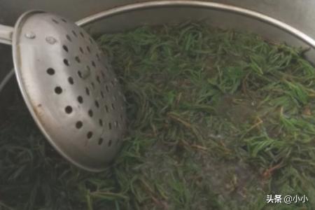 季菜 饺季菜饺子的做法(图7)