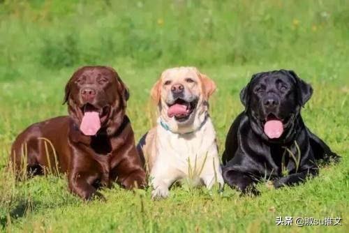 纯种拉布拉多犬什么颜色好