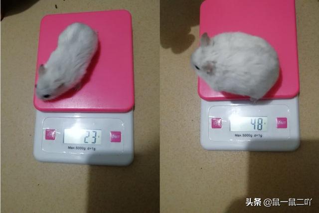 仓鼠有什么好处和功效(图5)