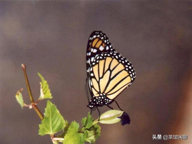 梦到自己去买花好不好,梦到自己去买花好不好周公解梦