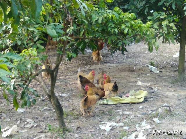 在果园里可以种植什么,在果园里可以种植什么植物