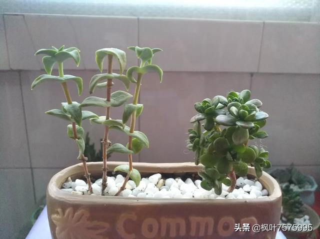 浅谈花卉欣赏与个人修养-浅谈花卉欣赏与个人修养论文