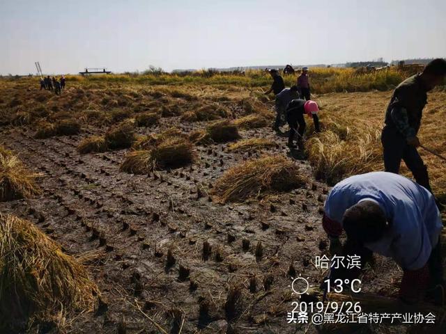 今日肇源生猪价格-今日肇源生猪价格表
