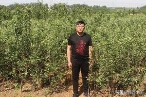 苹果果园种植照片图片大全,苹果果园种植照片图片大全集