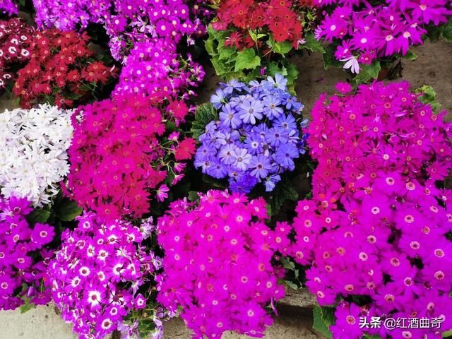 [春吧]春天来了什么那是春天的什么吧。造句、不要照着课上？