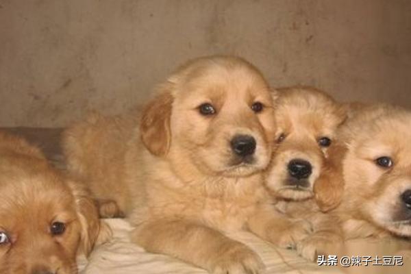 金毛犬怎么訓練?金毛犬怎么訓練大小便!