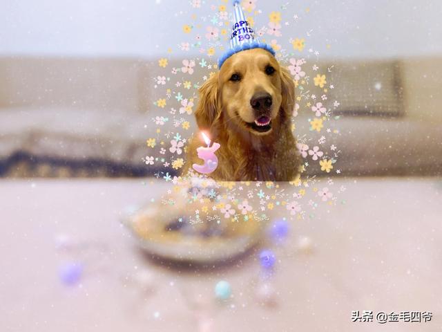 怎样才能让妈妈同意我养狗狗呢,第3张