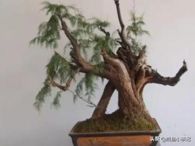 [多枝柽柳]多枝柽柳（红柳）的基本特性是什么？