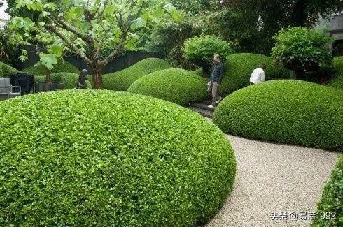 常用什么植物做绿篱？：植物造型景观设计绿篱