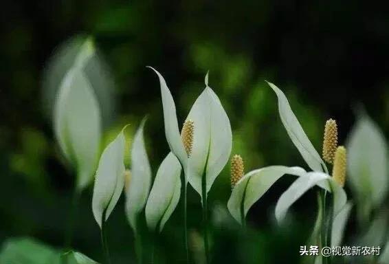 向阳花图片(向日葵和蝴蝶一起的寓意？)