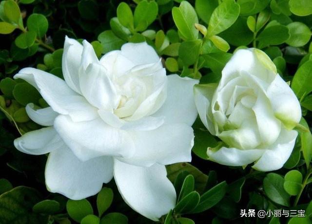 花卉大全图片 种植视频,花卉大全图片 种植视频教程