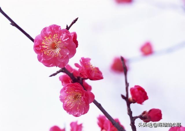 中国十大名花是哪十种花（中国十大名花有那些）