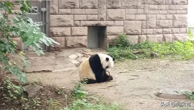 畜禽养殖培训心得体会总结怎么写 我是一名大学生，想回家养猪怎么样？