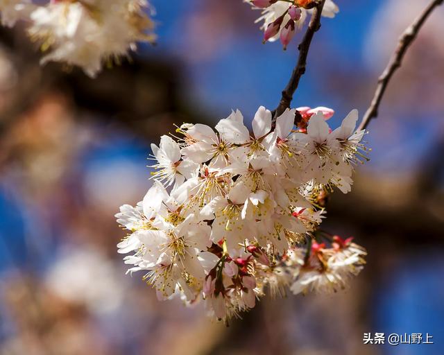 花卉摄影讲座?花卉摄影讲座内容!