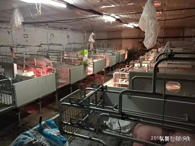 二元猪仔猪价格-二元猪崽价格