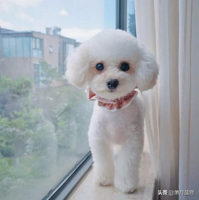 我想养大型犬了，谁能告诉我哪种大型犬适合室内养，而且没有体味,第4张