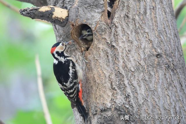 小鸟的家简短故事（小鸟的家100个字）