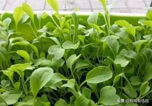 鸡毛菜的种植方法,第2张