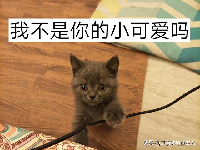 寵物戀人2017?寵物戀人完整版日劇!