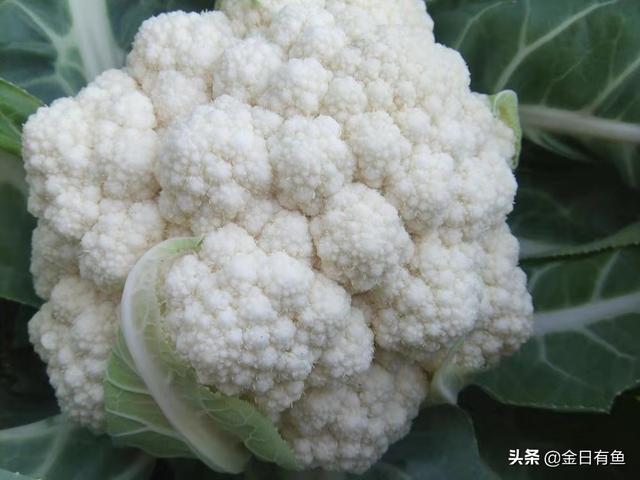 秋天果园种植什么菜好吃,秋天果园种植什么菜好吃呢