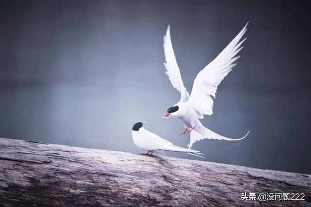 南极越冬队完成任务了吗