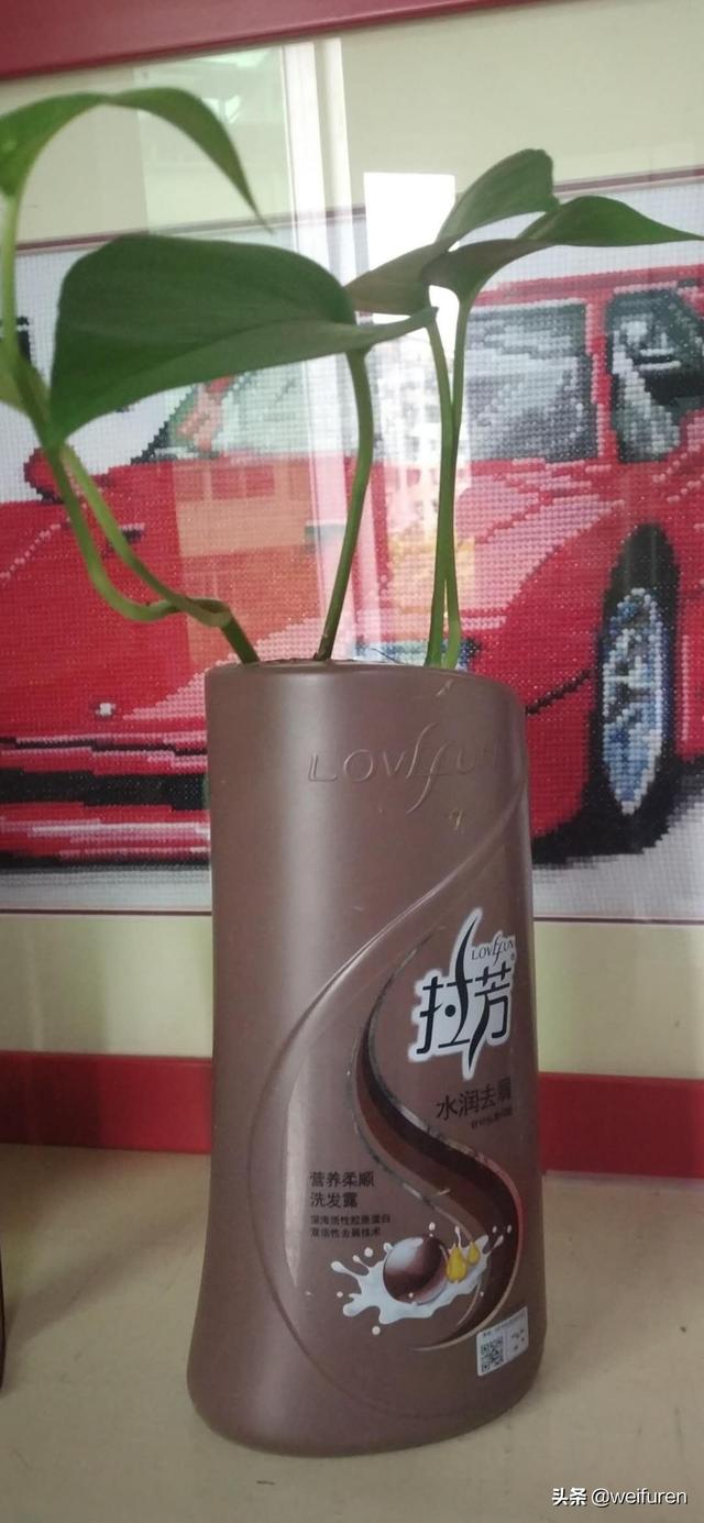 花卉种植新手入门 种植视频