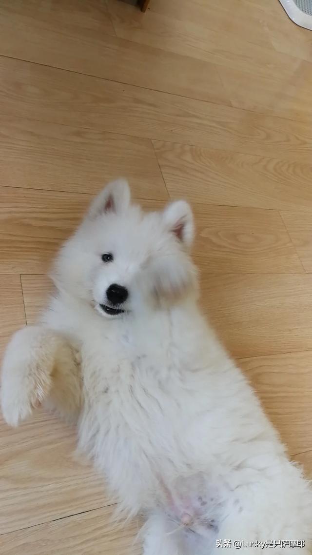 刚生出来的狗宝宝可不可以立即抱走,第10张