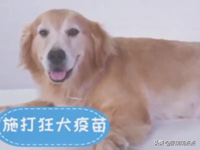 怎么帶寵物上火車?如何帶寵物上火車!
