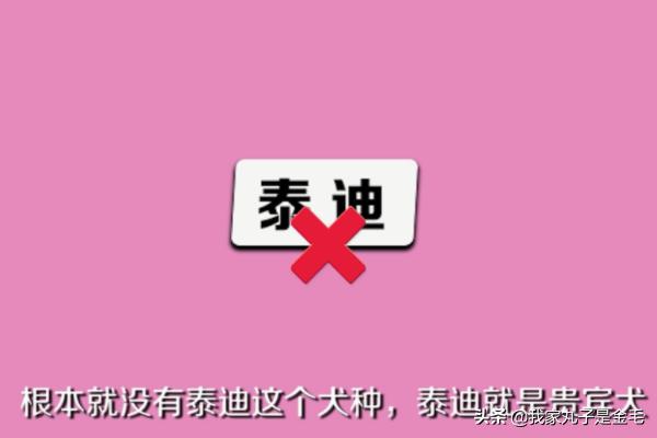 貴賓犬圖片?貴賓犬圖片大全大圖!