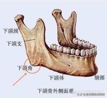 [什么是下颌角]下颚圆润是什么意思？